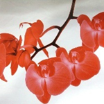 An Orchid Named After the Founder